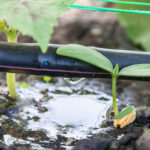 Drip Irrigation for Your Home Garden