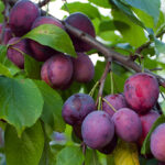 How to Prune Fruit Trees for Maximum Yield