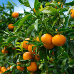 How to Plant and Grow Citrus Trees