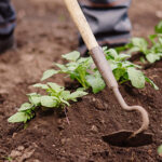 Tips for Keeping Your Garden Healthy